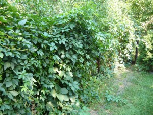 winobluszcz na ogrodzeniu